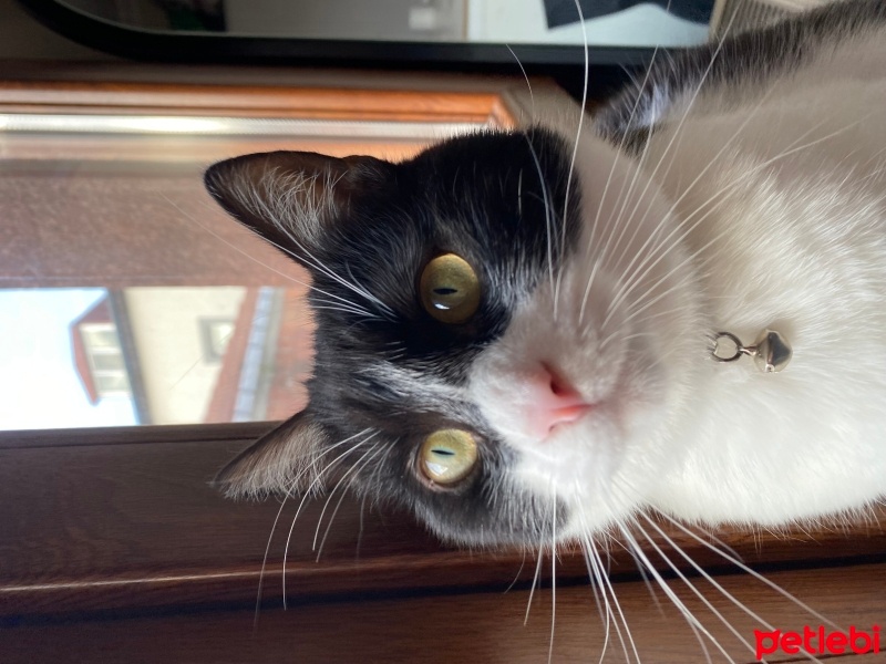 Tekir Kedi, Kedi  EVA fotoğrafı