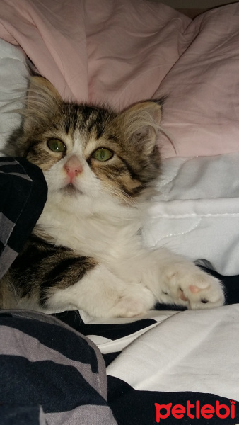 Tekir Kedi, Kedi  Mekito fotoğrafı