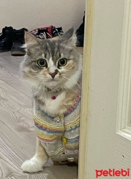 British Longhair, Kedi  Süslü fotoğrafı