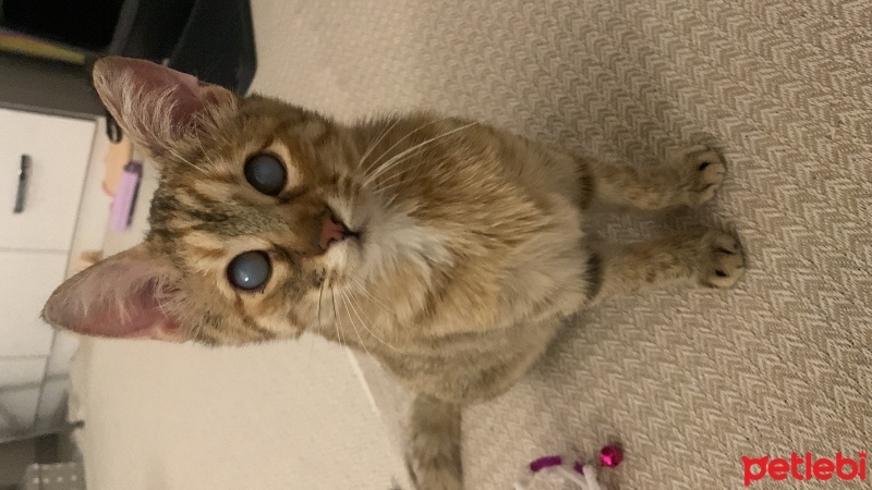 Tekir Kedi, Kedi  Dobby fotoğrafı