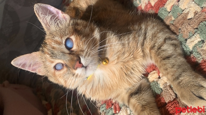 Tekir Kedi, Kedi  Dobby fotoğrafı