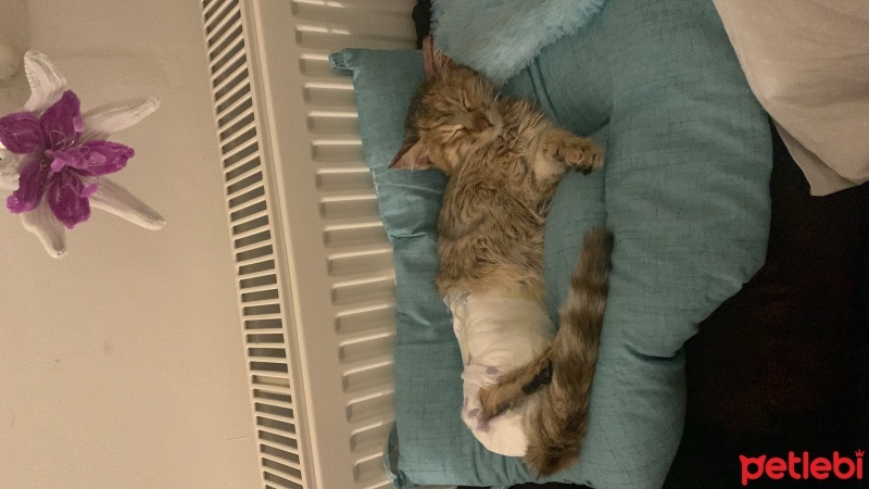 Tekir Kedi, Kedi  Dobby fotoğrafı