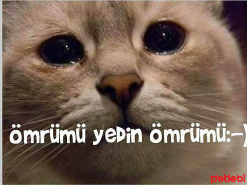 Cymric, Kedi  Minnoş fotoğrafı