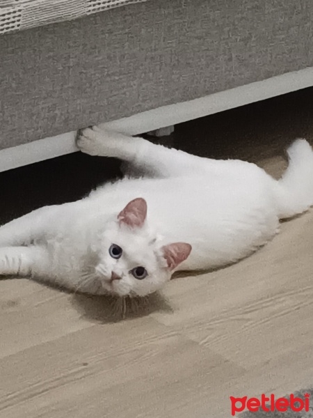 British Shorthair, Kedi  Pamuk fotoğrafı