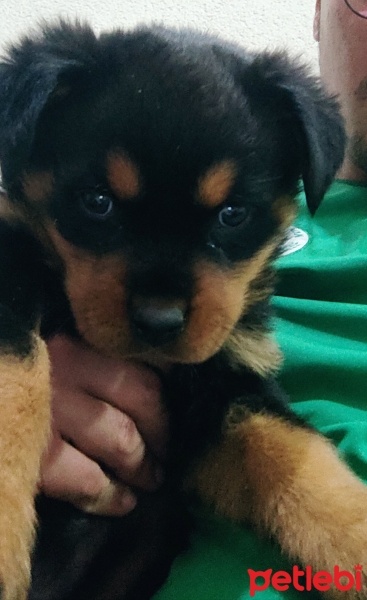 Rottweiler, Köpek  Octavia fotoğrafı
