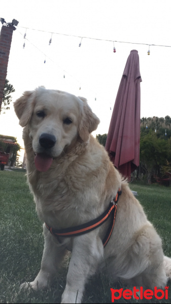 Golden Retriever, Köpek  zilli fotoğrafı