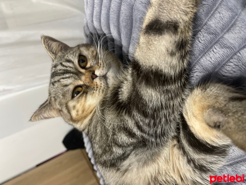 British Shorthair, Kedi  Bluey fotoğrafı