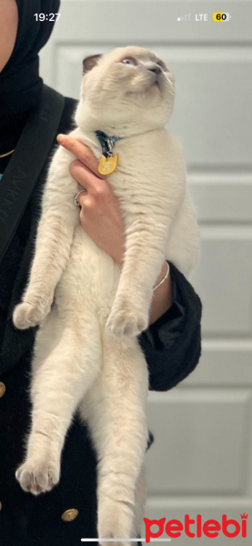 Scottish Fold, Kedi  Çona fotoğrafı