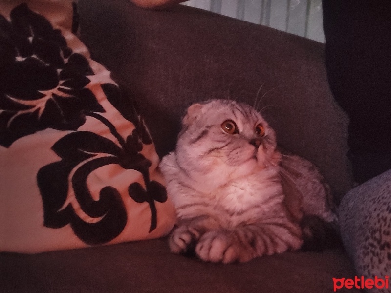 Scottish Fold, Kedi  Simba fotoğrafı