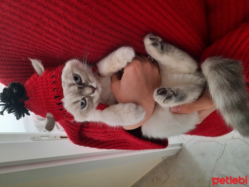 British Shorthair, Kedi  Maya fotoğrafı
