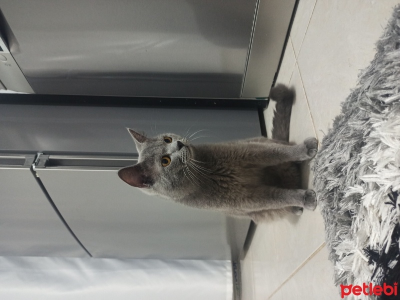 British Shorthair, Kedi  Albay fotoğrafı