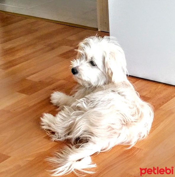 Maltese, Köpek  Moli fotoğrafı