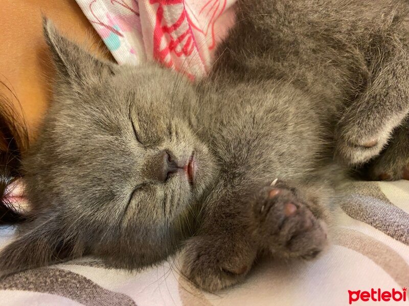 British Shorthair, Kedi  Karamel fotoğrafı