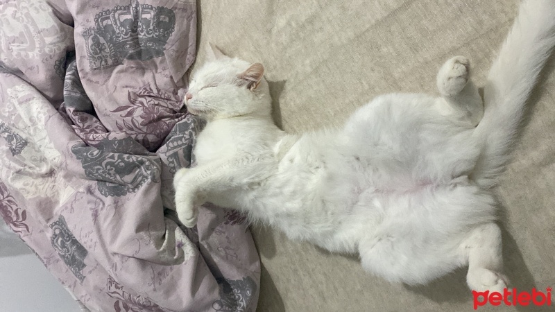 Sibirya Kedisi, Kedi  Sütlaç fotoğrafı