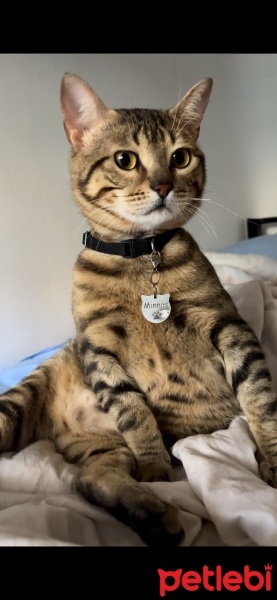 Tekir Kedi, Kedi  Minnoş fotoğrafı