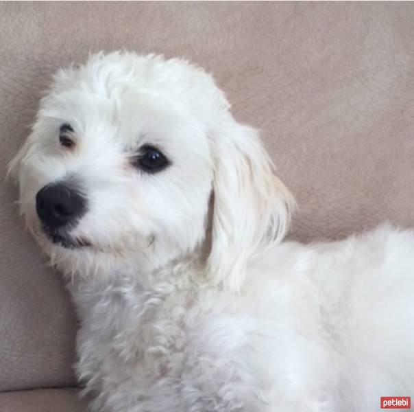 Maltese, Köpek  Vanilya fotoğrafı