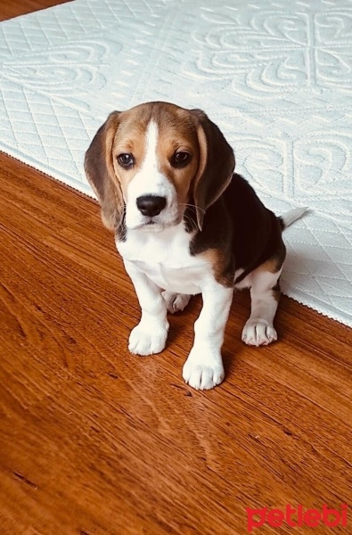 Beagle, Köpek  Bella fotoğrafı