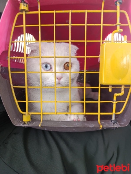Scottish Fold, Kedi  Pamuk fotoğrafı