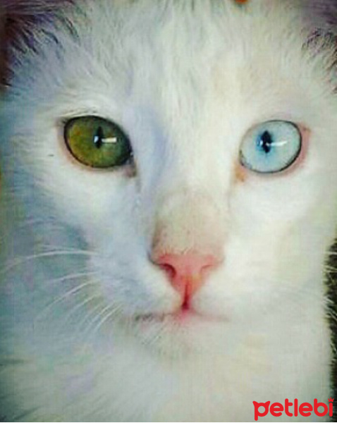 Van Kedisi, Kedi  TOMRİS fotoğrafı