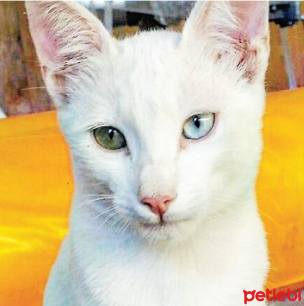 Van Kedisi, Kedi  TOMRİS fotoğrafı