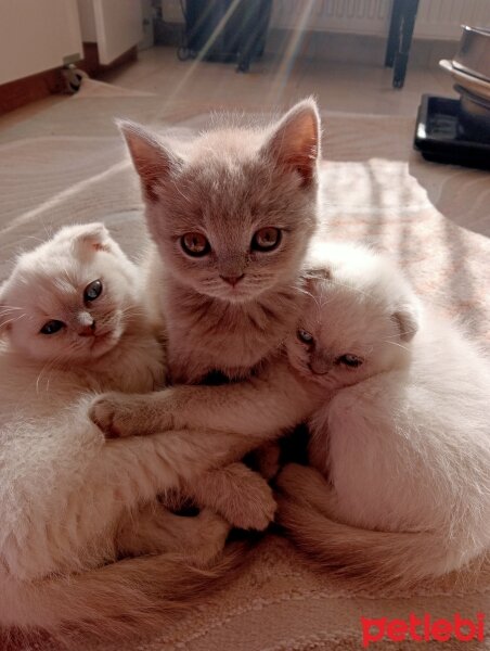 Scottish Fold, Kedi  Scottish fotoğrafı