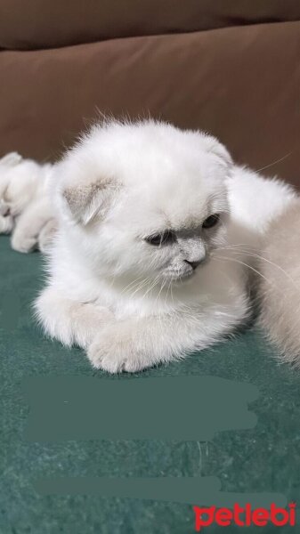 Scottish Fold, Kedi  Scottish fotoğrafı