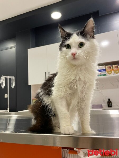 Norwegian Forest, Kedi  FISTIK fotoğrafı