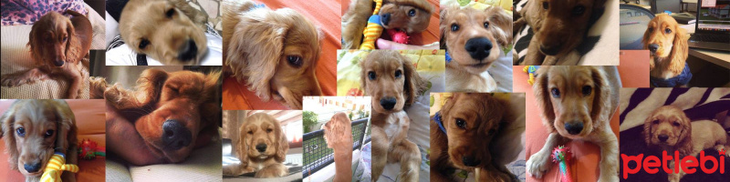 İngiliz Cocker Spaniel, Köpek  whisky fotoğrafı