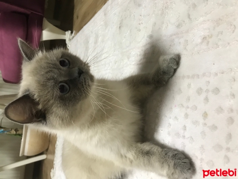 British Shorthair, Kedi  Pamuk fotoğrafı