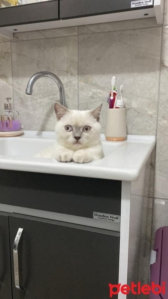 British Shorthair, Kedi  Mındık fotoğrafı