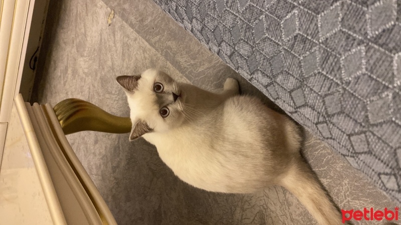 British Shorthair, Kedi  Mındık fotoğrafı