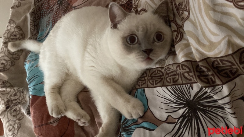 British Shorthair, Kedi  Mındık fotoğrafı