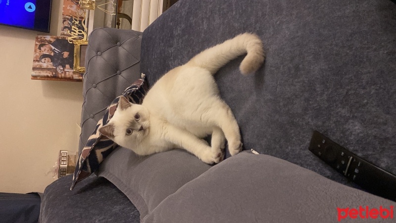 British Shorthair, Kedi  Mındık fotoğrafı