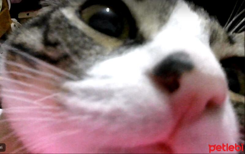 Tekir Kedi, Kedi  Leon fotoğrafı