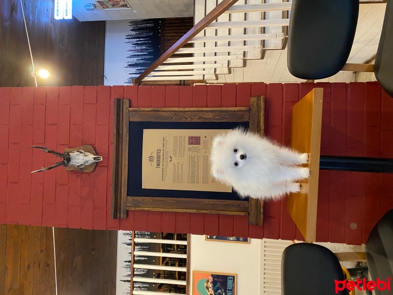 Pomeranyalı, Köpek  Latte fotoğrafı