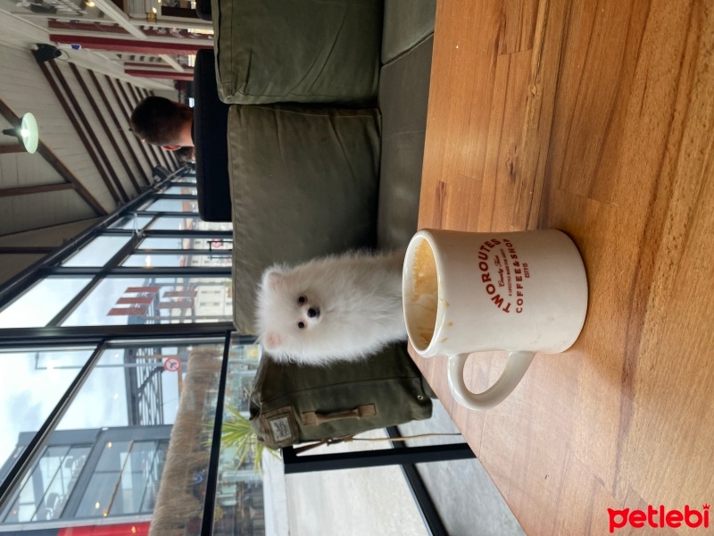 Pomeranyalı, Köpek  Latte fotoğrafı