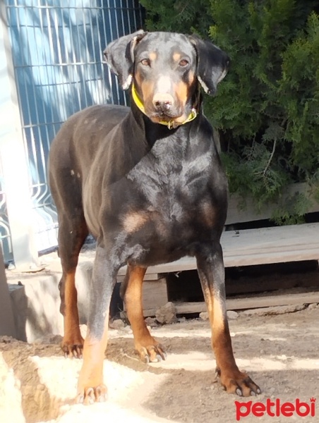Doberman Pinscher, Köpek  Hera fotoğrafı