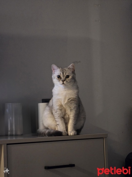 British Shorthair, Kedi  Boyoz fotoğrafı