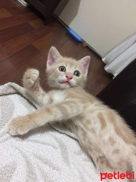 Sibirya Kedisi, Kedi  Leo fotoğrafı