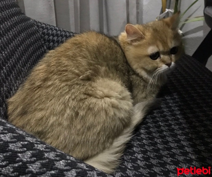 British Shorthair, Kedi  Tarçın fotoğrafı