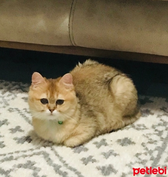 British Shorthair, Kedi  Tarçın fotoğrafı