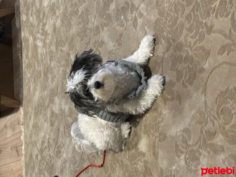 Maltese, Köpek  Maya fotoğrafı