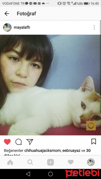 Tekir Kedi, Kedi  Krom fotoğrafı
