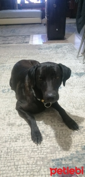 Labrador Retriever, Köpek  Paplo fotoğrafı