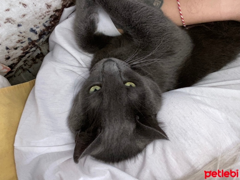 Tekir Kedi, Kedi  KıtaBey fotoğrafı