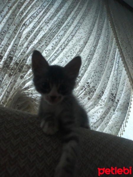 Tekir Kedi, Kedi  Mio fotoğrafı