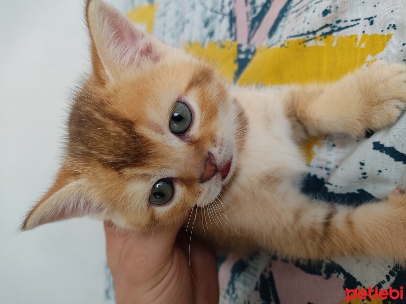 British Shorthair, Kedi  Kâmil fotoğrafı