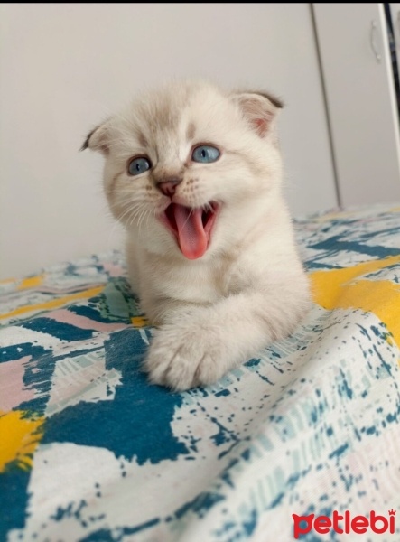 British Shorthair, Kedi  Kâmil fotoğrafı