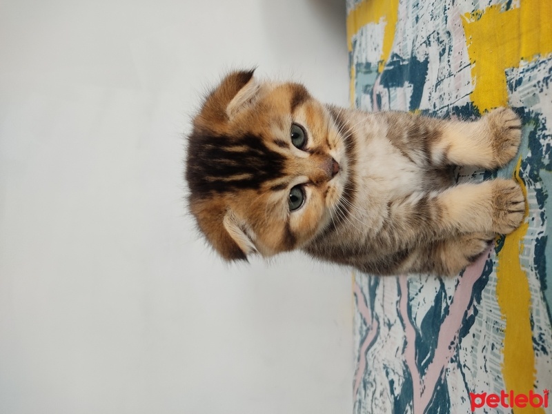British Shorthair, Kedi  Kâmil fotoğrafı