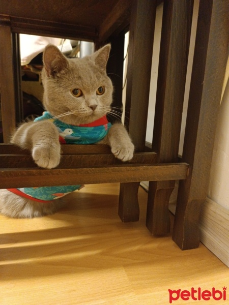 British Shorthair, Kedi  Gofret fotoğrafı